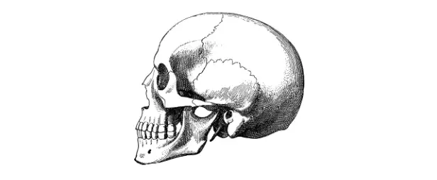 skull